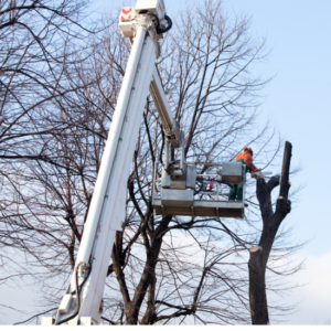 Crane Tree Removal