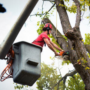 Emergency Tree Service