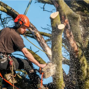 Tree <br>Trimming