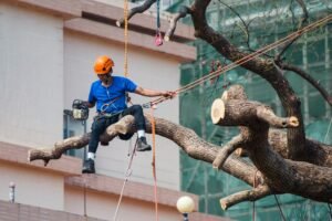 tree removal service