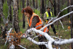 tree removal expert in michigan